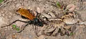 Entypus aratus - photo 4