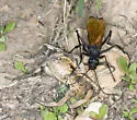 Entypus aratus - photo 5