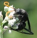 Entypus fulvicornis