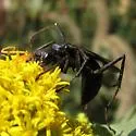 Entypus fulvicornis - photo 2