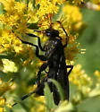 Entypus fulvicornis - photo 3