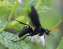 Entypus fulvicornis - photo 4