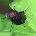 Entypus ochrocerus - Entypus ochrocerus