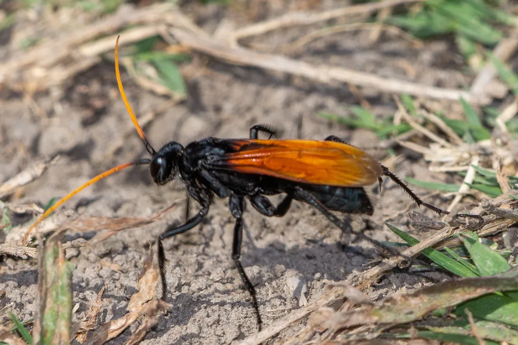 Entypus unifasciatus - photo 2