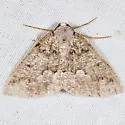Mountain Girdle - Hodges#7006 - photo 2