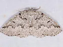 Packard's Girdle - Hodges#7007 - Enypia packardata