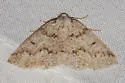 Packard's Girdle - Hodges#7007 - photo 5