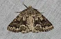 Variable Girdle - Hodges#7005 - photo 4