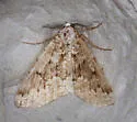 Variable Girdle - Hodges#7005 - photo 5