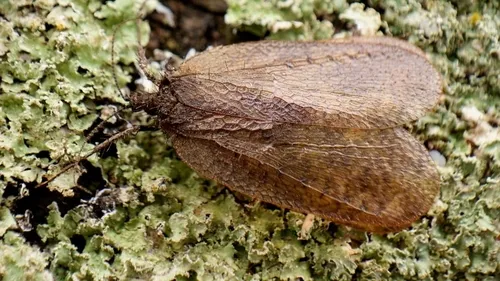 Eomeropidae - Eomeropidae