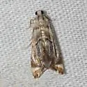 Dewy Leafcutter - Hodges#4785 - Eoparargyractis irroratalis