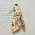 Dewy Leafcutter - Hodges#4785 - photo 3