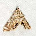 Eoparargyractis plevie - Hodges#4787