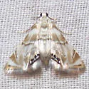Eoparargyractis plevie - Hodges#4787 - photo 2