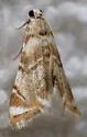 Eoparargyractis plevie - Hodges#4787 - photo 3