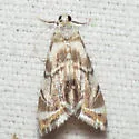 Eoparargyractis plevie - Hodges#4787 - photo 4