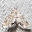 Eoparargyractis plevie - Hodges#4787 - photo 5