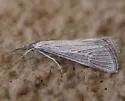 Eoreuma callista - Hodges#5497