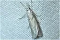 Eoreuma callista - Hodges#5497 - photo 5