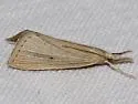 Wainscot Grass-veneer - Hodges#5492 - Eoreuma densellus
