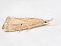 Wainscot Grass-veneer - Hodges#5492 - photo 2