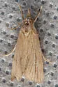 Wainscot Grass-veneer - Hodges#5492 - photo 3