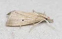Wainscot Grass-veneer - Hodges#5492 - photo 4