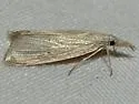 Wainscot Grass-veneer - Hodges#5492 - photo 5