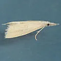 Mexican rice borer - Hodges#5493