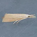 Mexican rice borer - Hodges#5493 - photo 2