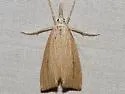 Mexican rice borer - Hodges#5493 - photo 3