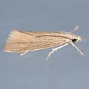 Mexican rice borer - Hodges#5493 - photo 4