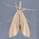 Mexican rice borer - Hodges#5493 - photo 5