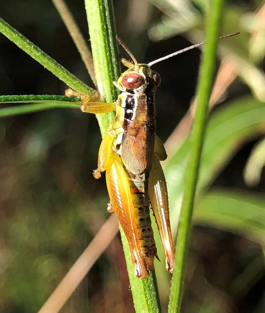 Little Swamp Grasshopper - photo 2