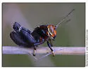 Little Eastern Grasshopper