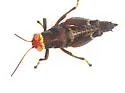 Little Eastern Grasshopper - photo 2