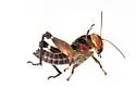 Little Eastern Grasshopper - photo 3
