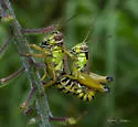 Little Eastern Grasshopper - photo 4