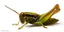 Handsome Florida Grasshopper