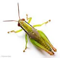 Handsome Florida Grasshopper - photo 2