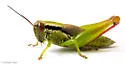 Handsome Florida Grasshopper - photo 3