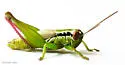 Handsome Florida Grasshopper - photo 4