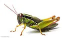 Handsome Florida Grasshopper - photo 5