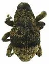 Epacalles flavicaudis - Epacalles flavicaudis