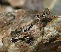 Epacmus nitidus - photo 3