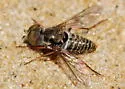 Epacmus nitidus - photo 4