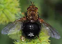 Epalpus albomaculatus
