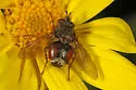 possibly Epalpus rufipes