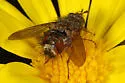 possibly Epalpus rufipes - photo 2