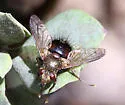 possibly Epalpus rufipes - photo 3